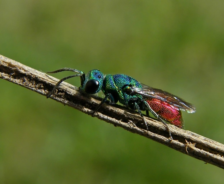 Chrysis