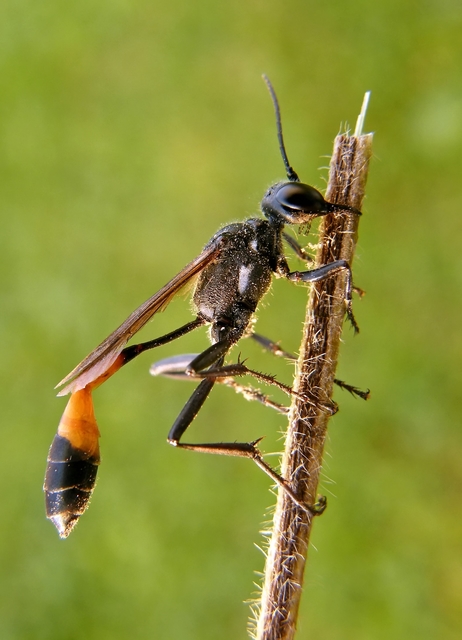 Ammophila