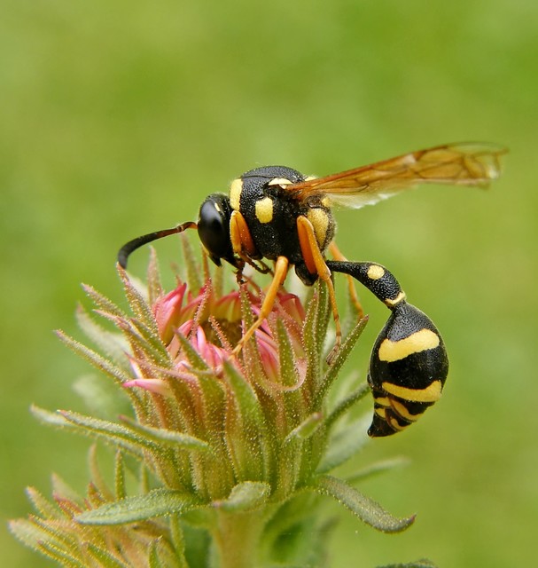 Eumenes