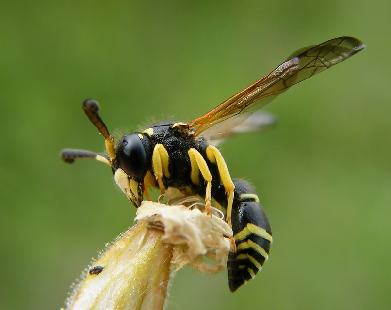 Eumeninae - magányos redősszárnyúdarazsak