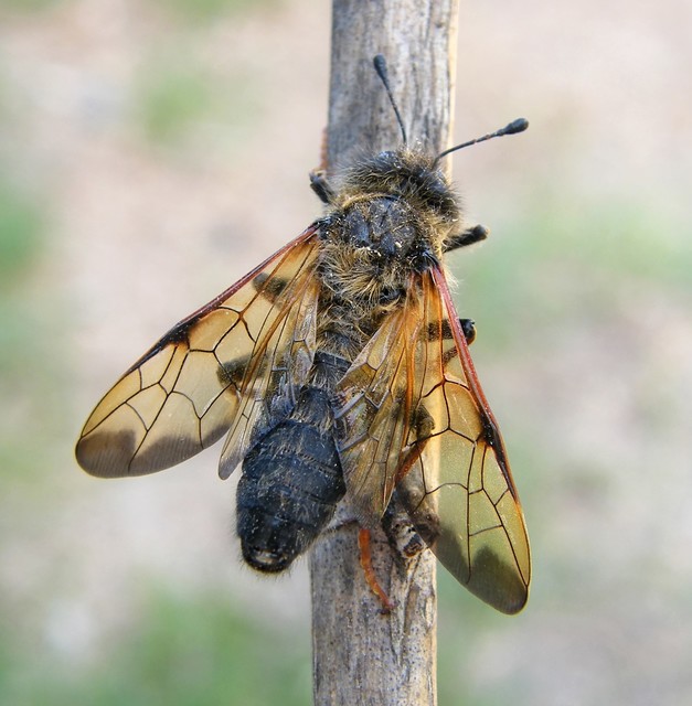 Pseudoclavellaria amerinae - óriás szőrösbuzogányos