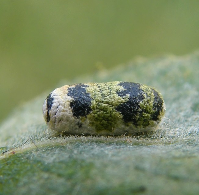 Campopleginae