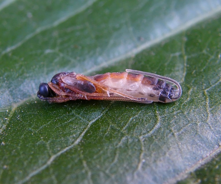 Ichneumonidae - valódi fürkészdarazsak