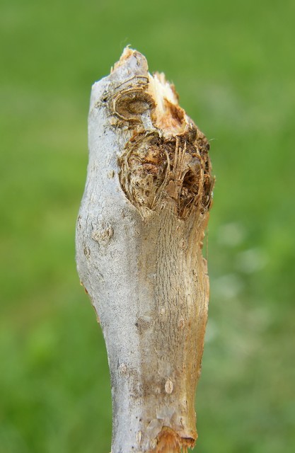 Ichneumonidae - valódi fürkészdarazsak