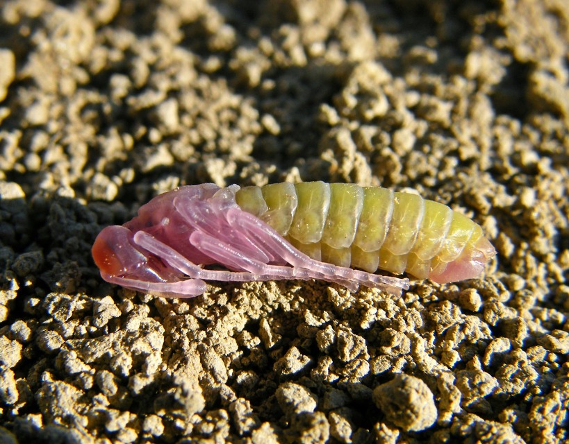 Cimbicidae - bunkóscsápú levéldarazsak