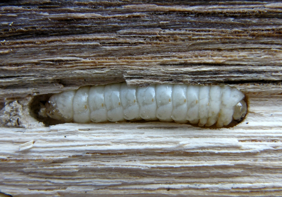 Tremex