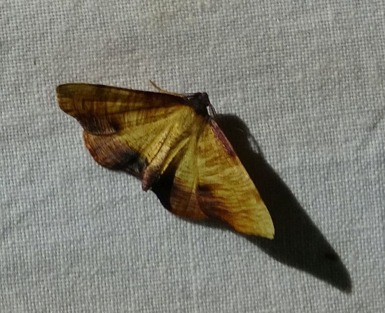 Plagodis dolabraria - baltaszárnyú araszoló