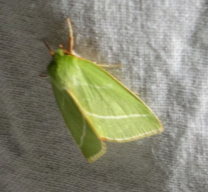 Pseudoips prasinana - bükkfa-zöldbagoly