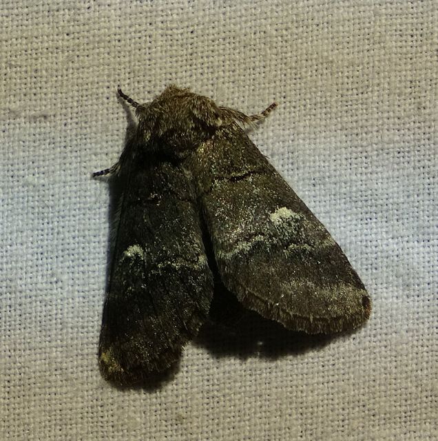 Drymonia querna - tölgyfa-púposszövő
