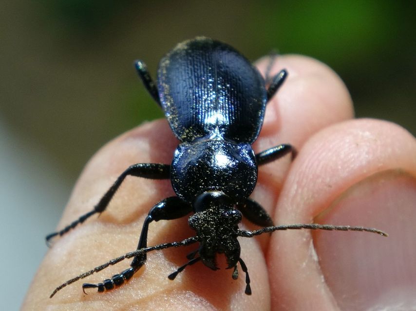 Carabus scheidleri - változó futrinka
