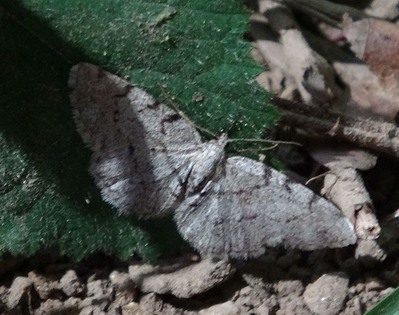 Aethalura punctulata - szürke égeraraszoló