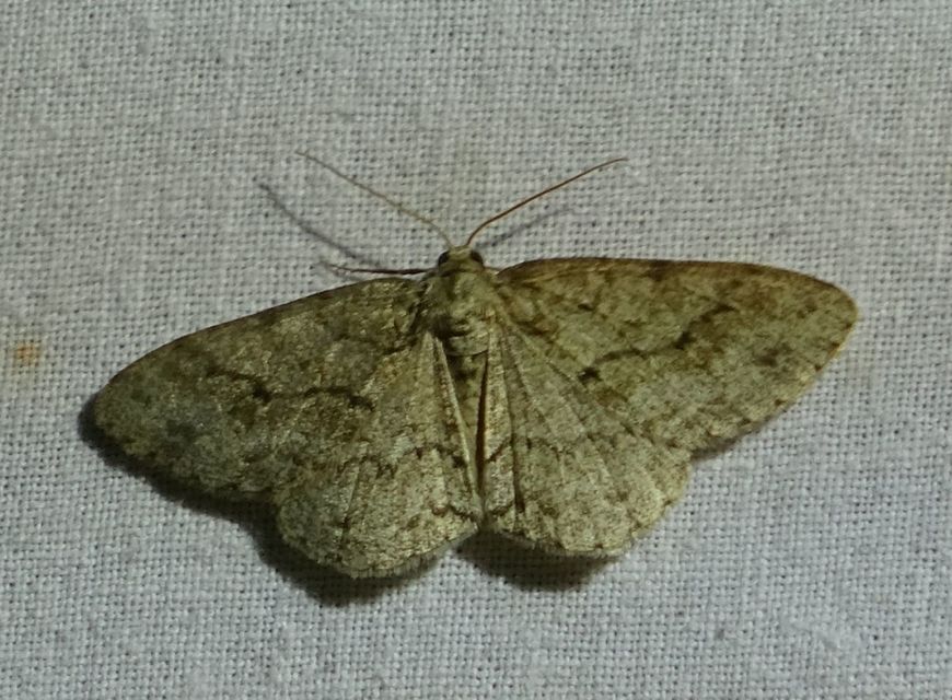 Ectropis crepuscularia - avararaszoló