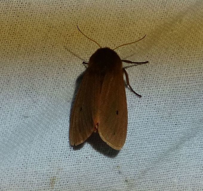 Phragmatobia fuliginosa - füstös medvelepke