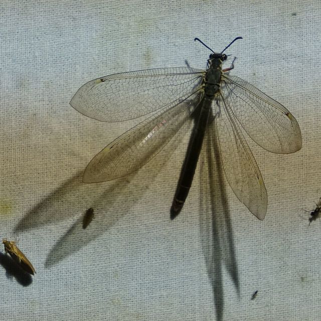Myrmeleon