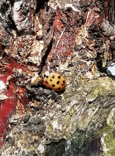 Harmonia axyridis - harlekinkatica