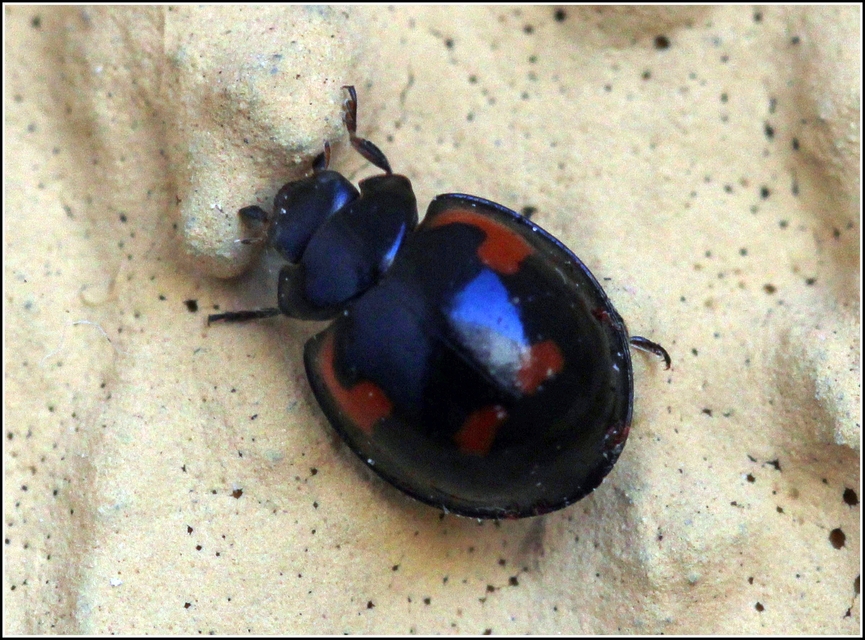 Exochomus quadripustulatus - négyfoltos szerecsenkata