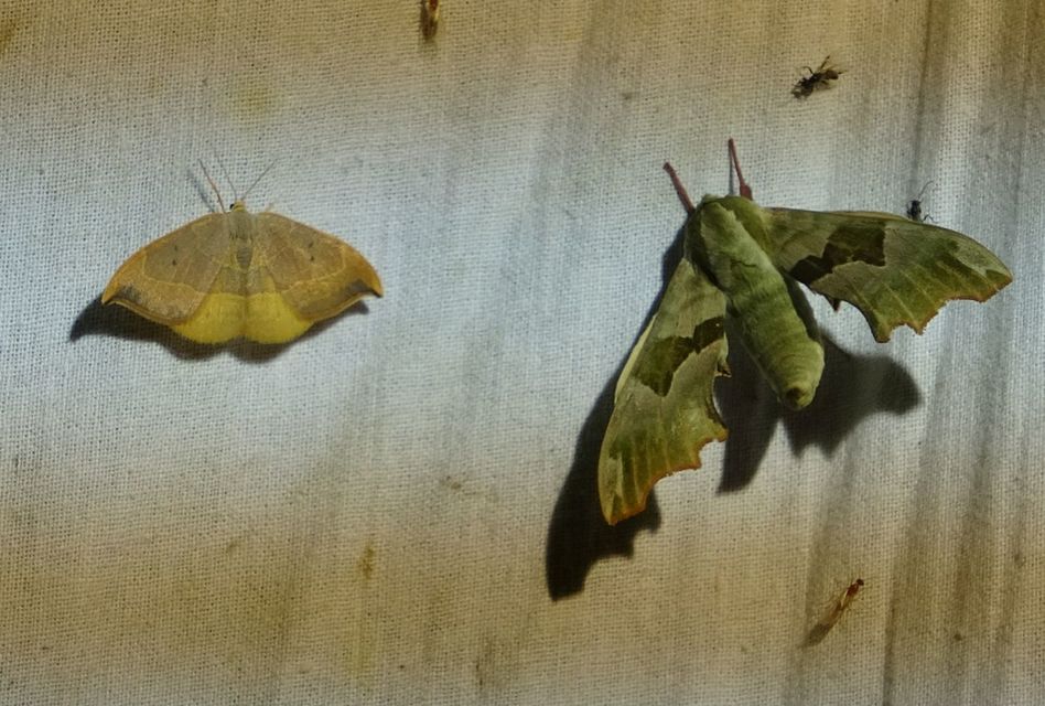 Watsonalla binaria - tölgyfa-sarlósszövő