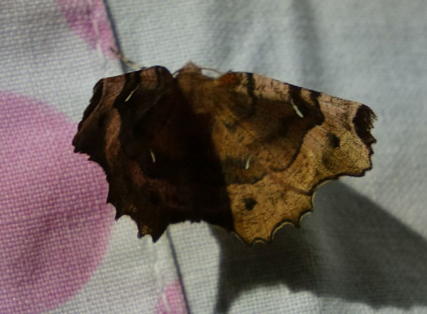 Selenia tetralunaria - négyfoltos holdasaraszoló