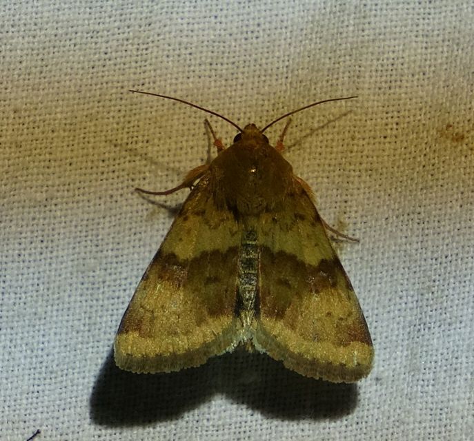 Heliothis viriplaca - mácsonyabagoly