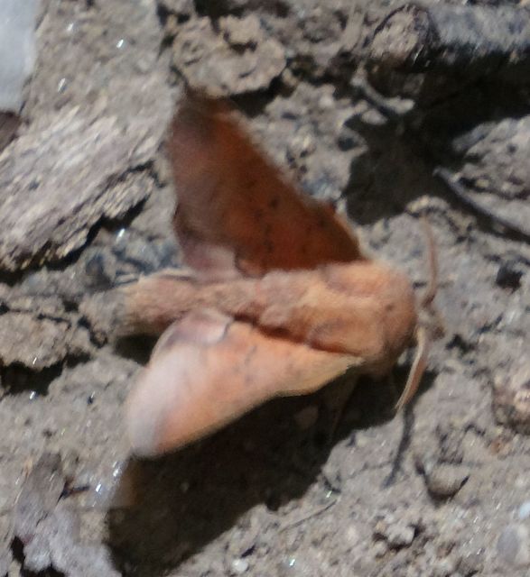Phyllodesma tremulifolia - nyárlevélpohók