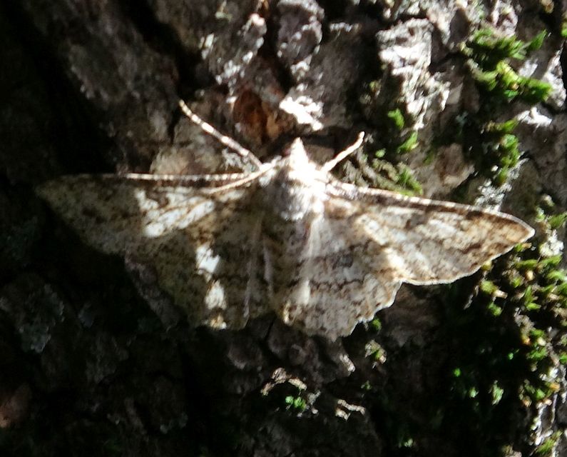Ascotis selenaria - holdas faaraszoló