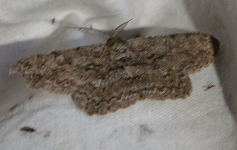 Hypomecis punctinalis - pettyes faaraszoló