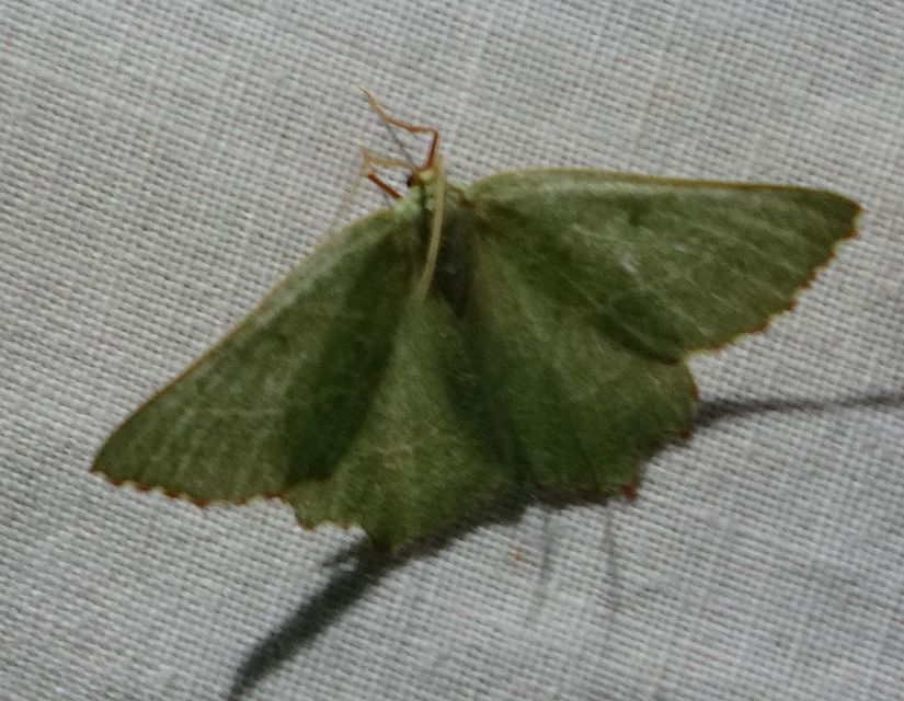 Thalera fimbrialis - csipkésszélű zöldaraszoló