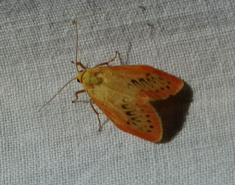 Miltochrista miniata - piros medvelepke