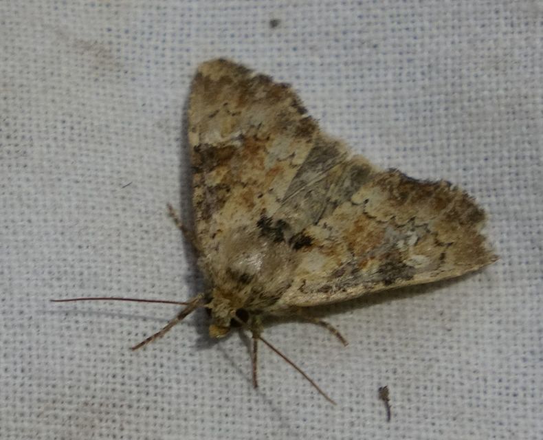 Loscopia scolopacina - csinos dudvabagoly