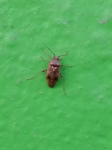 Lygus rugulipennis - molyhos mezeipoloska