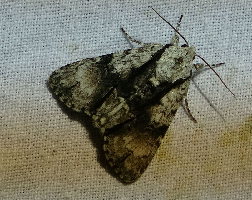 Acronicta alni - éger-szigonyosbagoly