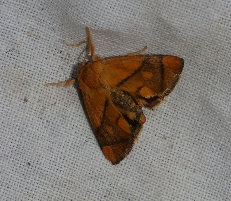 Apoda limacodes - kagylólepke