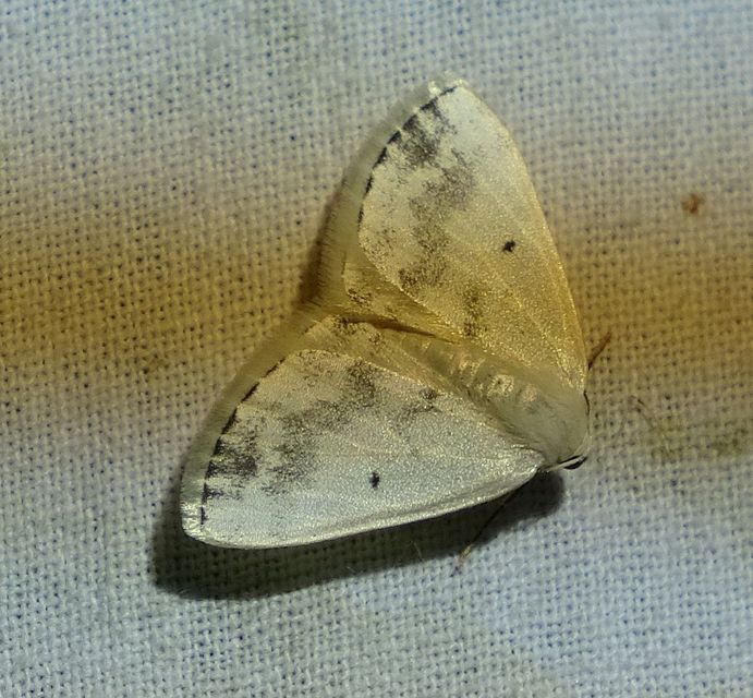 Lomographa temerata - foltos fehéraraszoló