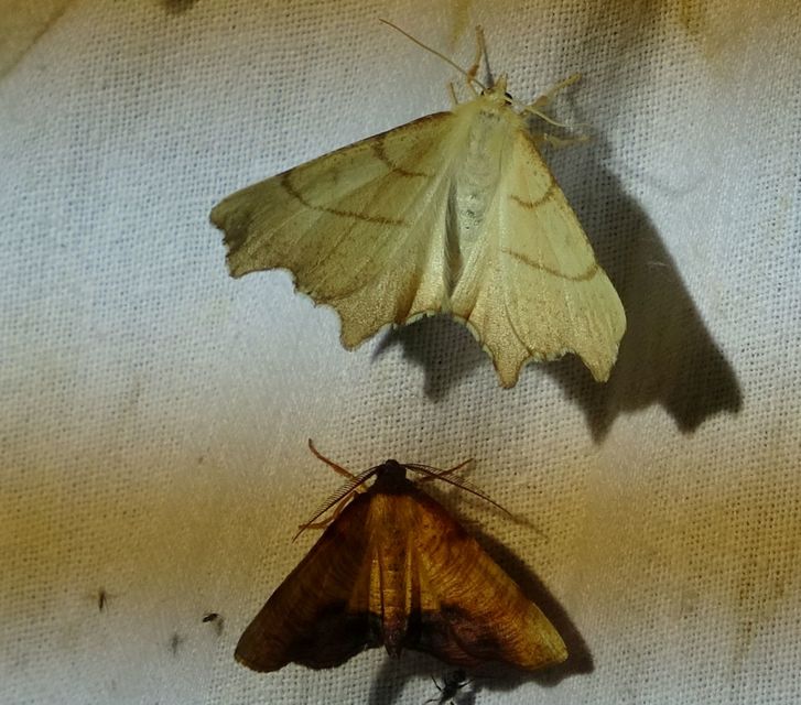 Ennomos erosaria - hársfa-levélaraszoló