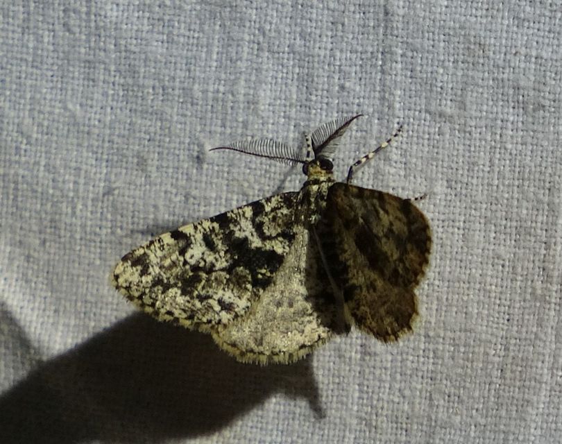 Fagivorina arenaria - bükkfaaraszoló