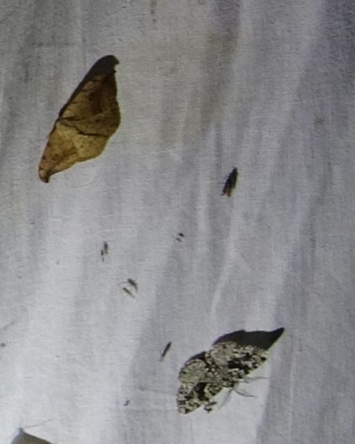 Fagivorina arenaria - bükkfaaraszoló