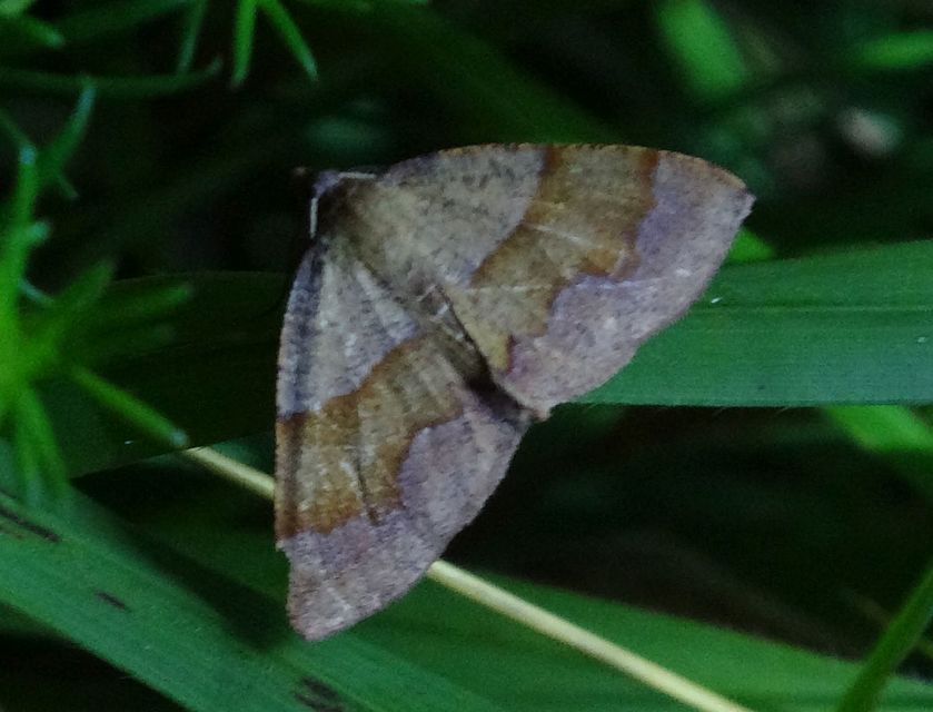 Plagodis pulveraria - szemcsés araszoló