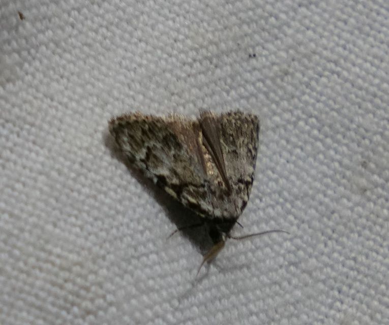 Meganola strigula - hamvas pamacsosszövő