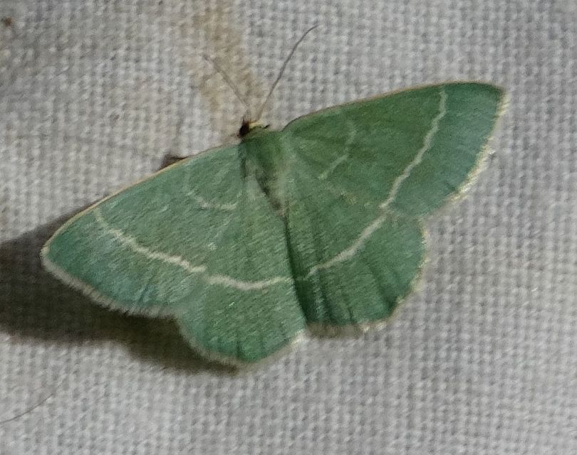 Chlorissa cloraria - sárgászöld araszoló