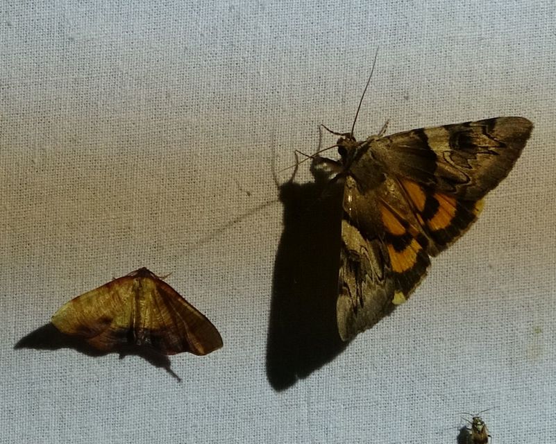 Catocala fulminea - galagonya-övesbagoly