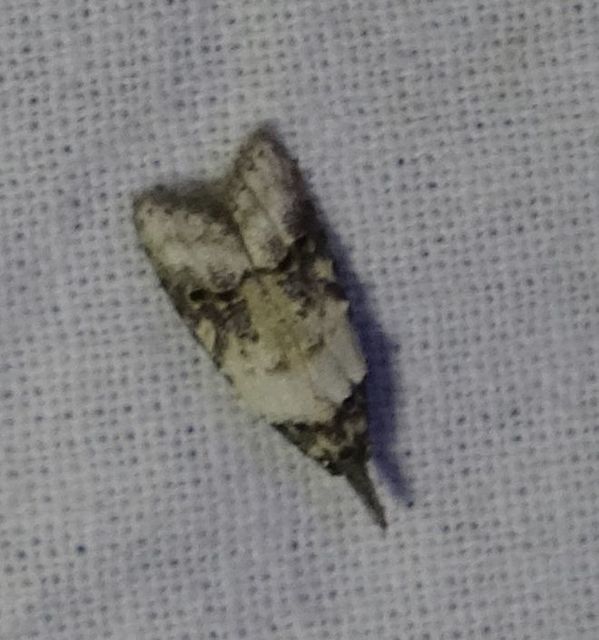 Carposina scirrhosella - közönséges csipkebogyómoly