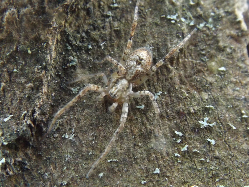 Anyphaena accentuata - jegyespók