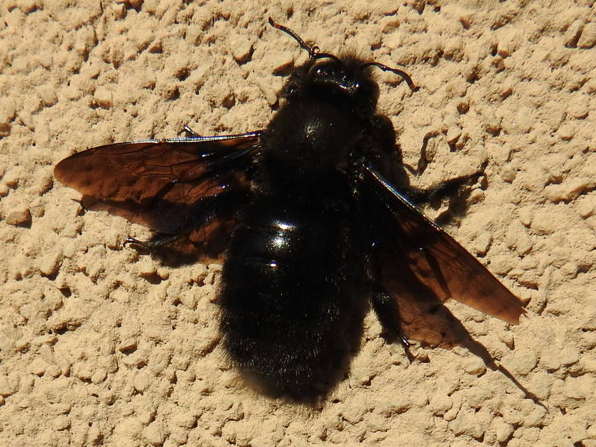 Xylocopa violacea - kék fadongó