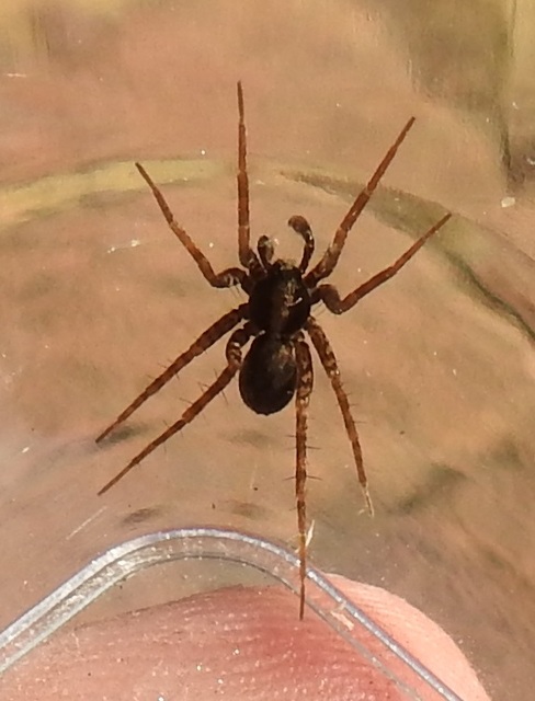 Pardosa