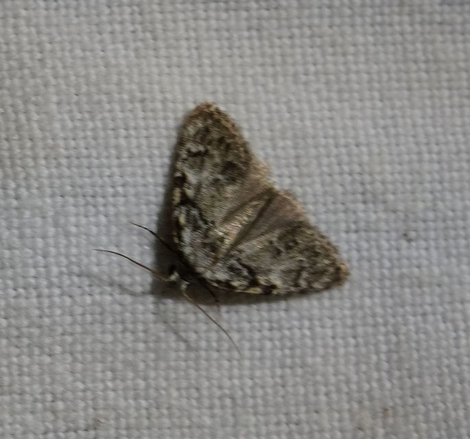 Meganola strigula - hamvas pamacsosszövő
