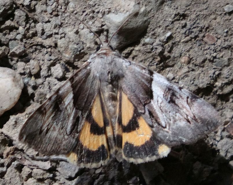 Catocala fulminea - galagonya-övesbagoly