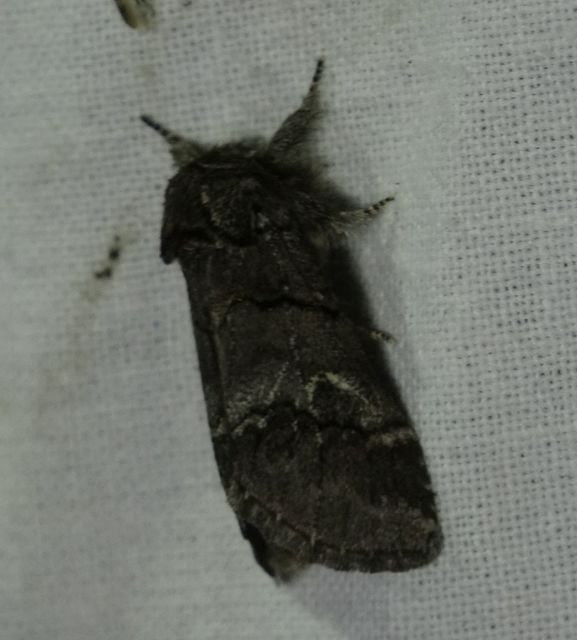 Drymonia querna - tölgyfa-púposszövő