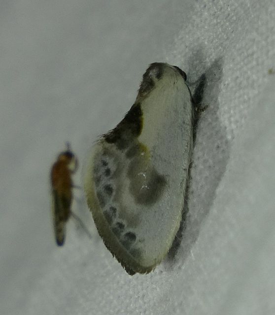 Cilix glaucata - törpe sarlósszövő