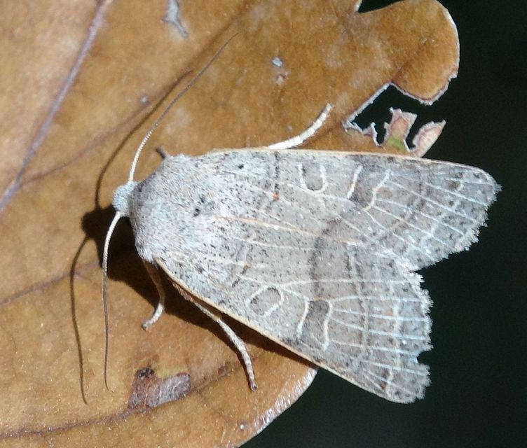 Anchoscelis humilis - olajbarna őszibagoly