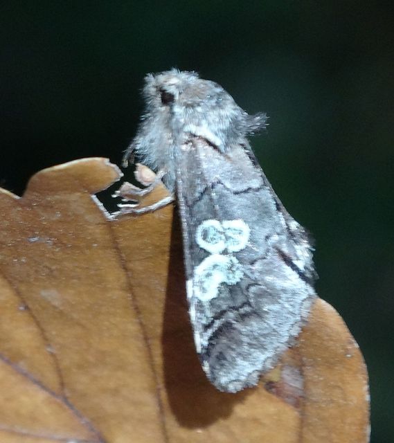 Diloba caeruleocephala - őszi kékesbagoly